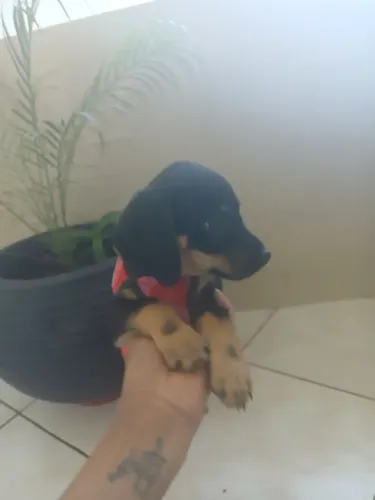 Vendo filhotes de Basset Hound salsicha fêmea