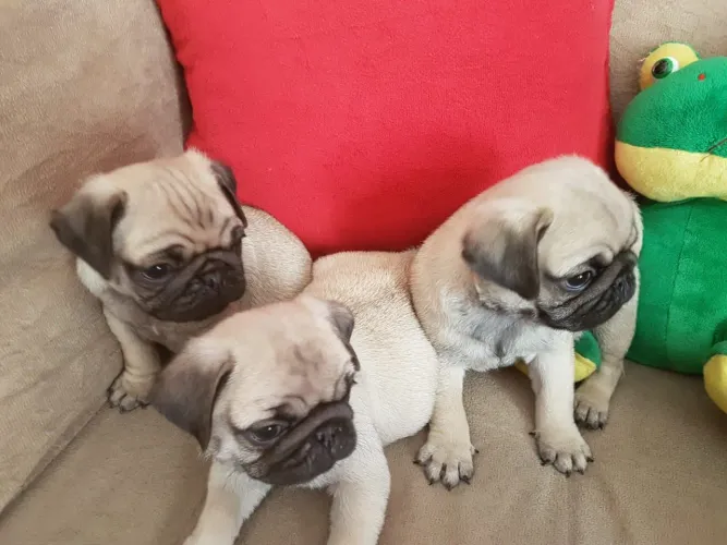 Belíssimo filhotes Pug machos e fêmeas vacinados 