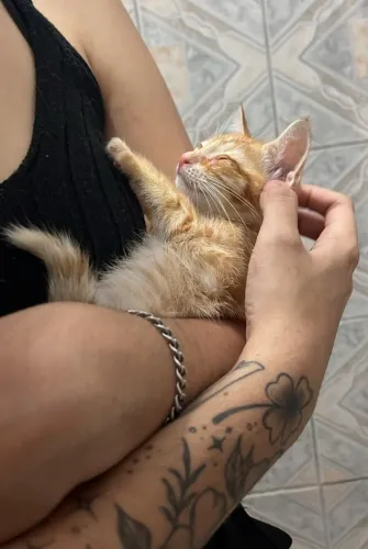 Gato Filhote Fêmea Laranja