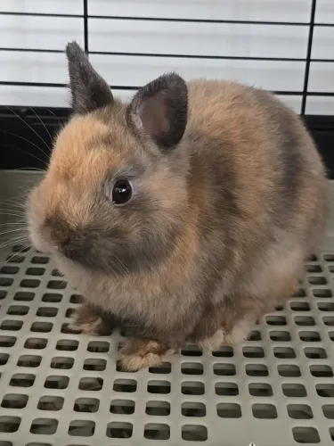 Netherland dwarf mini coelho
