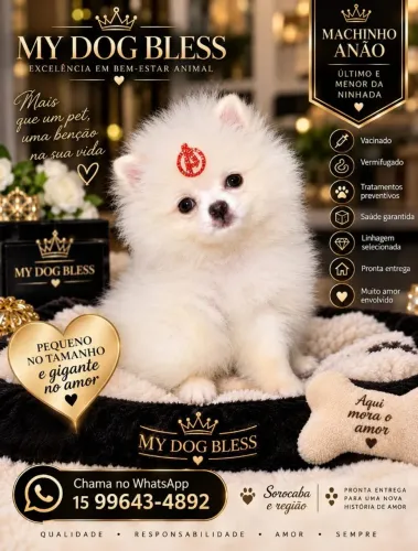 Lulu da Pomerânia ursinho anão disponível