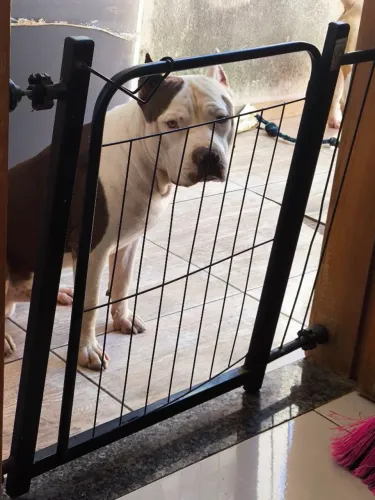 Pit Bull para cobertura