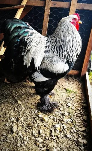 Ovos galados Brahma Dark