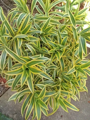 Pleomele / Canção da Índia - Planta Ornamental para Interiores