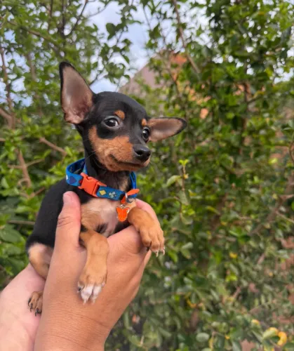 Pinscher macho 0!! Lindíssimo filhote