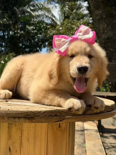 Goldens para Petrópolis