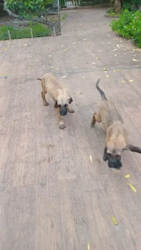 Cachorro fila brasileiro os dois últimos,puro