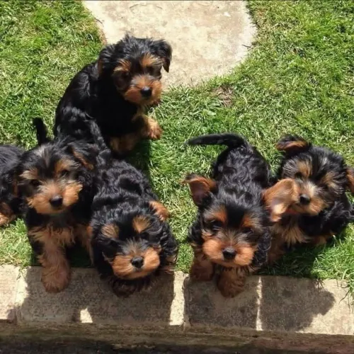Yorkshire Às vezes, tudo que a gente precisa é de companhia