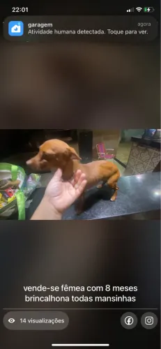 pinscher