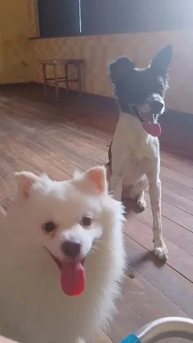 Spitz alemão adulto
