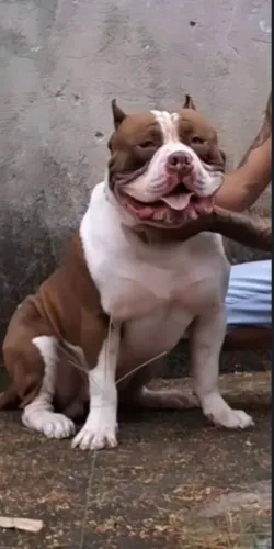 Pitmonster para cobertura , preocurra Bull terrier Fêmea