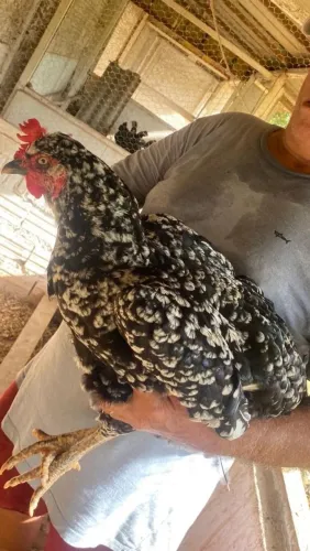 Vende Ovos Férteis de Galinha Sertaneja Balão GSB