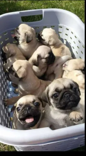 Lindos filhotes de pug.