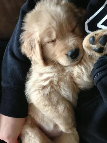 Doação de cachorro de raça Golden Retriever