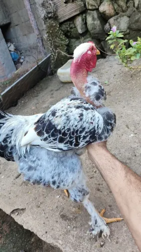 FRANGO Brahma pescoço pelado