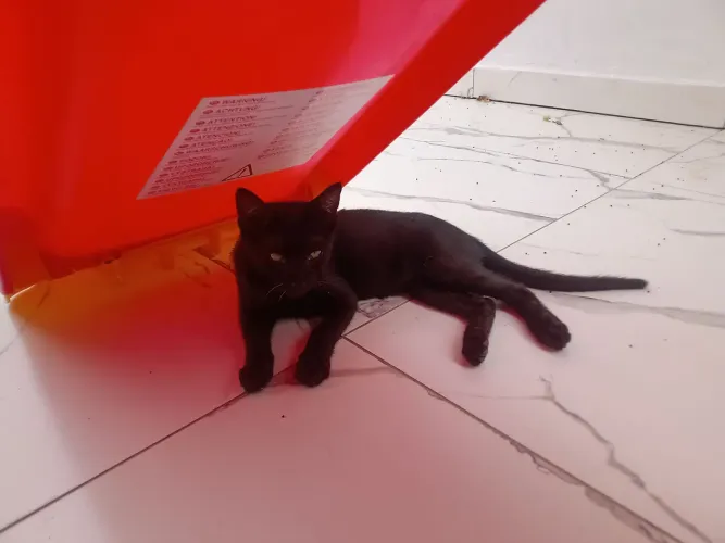 Doação de Gato macho