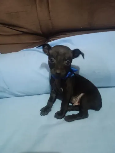 Pinscher