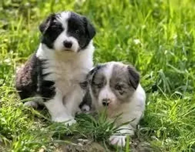 Border Collie "Obediência? Nunca ouvi falar."