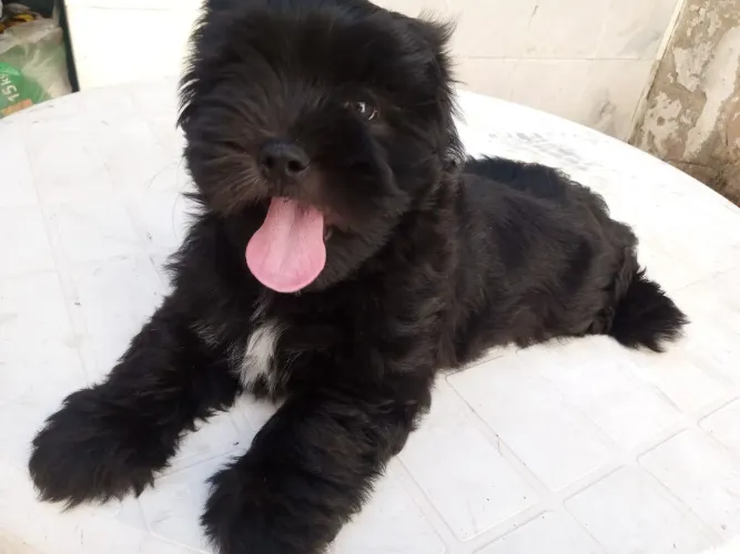 Filhote lhasa-apso