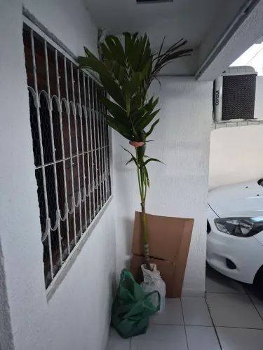 PROMOÇÃO DE 01 PALMEIRA COM 2 METROS