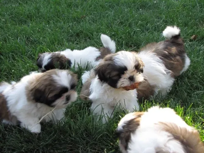 Shih tzu filhote