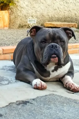 Doa-se esse lindo American Bully