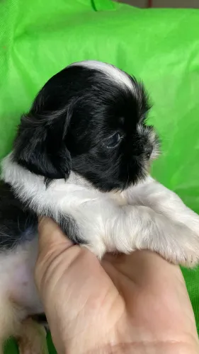 Vendo Filhote de Shih tzu