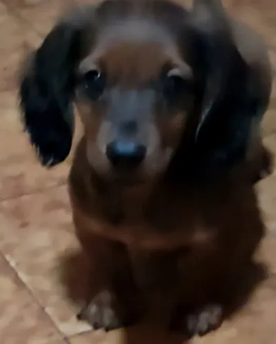 Basset linguicinha 2.100