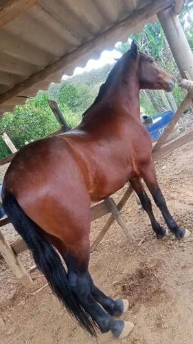 cavalo.mangalarga marchador