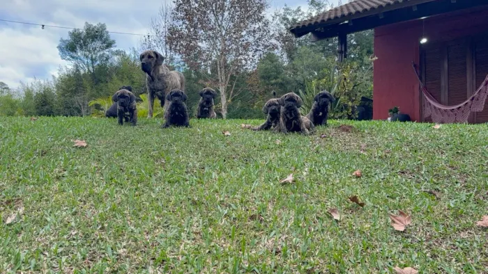 Fila brasileiro Filhotes puros