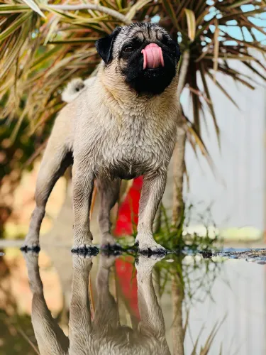 ? Pug disponível para cruzar! ?