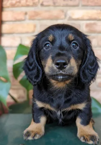 Dachshund pelo longo
