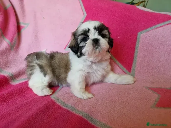 Filhotes temperamento calmo Shih tzu/Shitzu