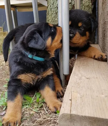 Rottweiler Afeto que se espalha pela casa