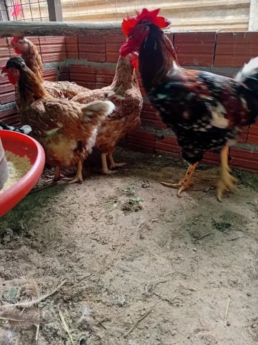 Ovos galado de galinha gsb