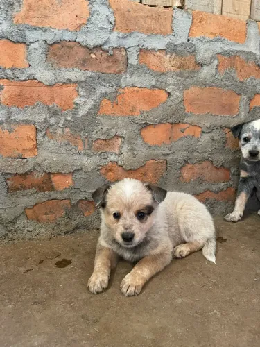 Boiadeiros australianos