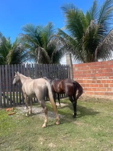 2 éguas