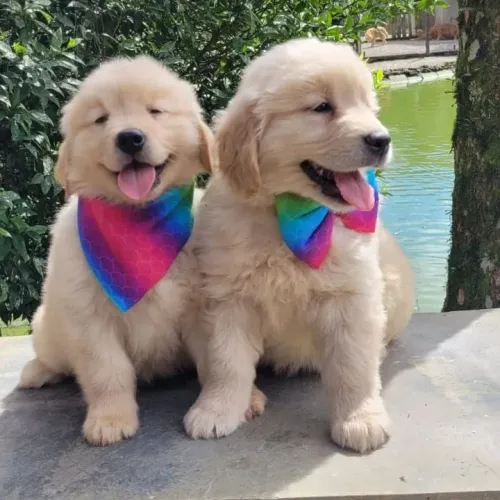 Golden retriever Pedigree de Pureza e Microchip