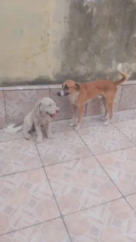 Doação de pets