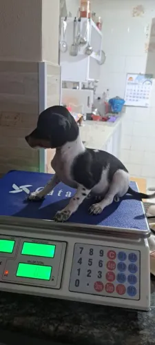 Pinscher Micro 