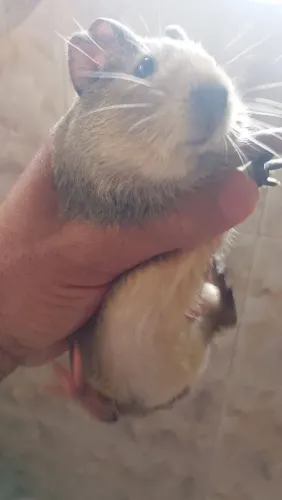 Vendo 3 porquinho da índia macho 40 reais 