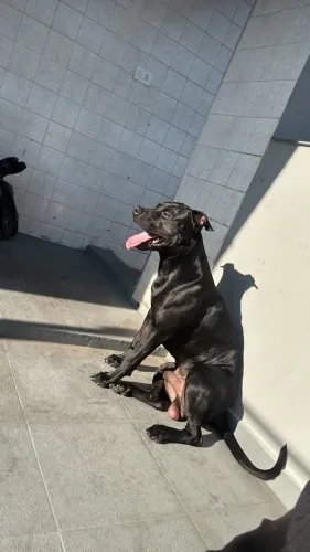 Doação de Cachorro
