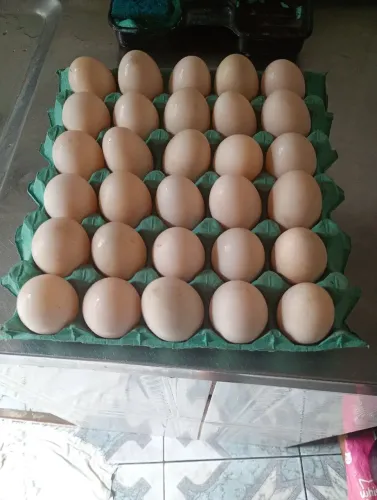 Ovos de Pata