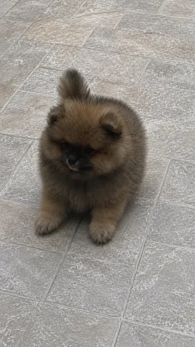 Filhotes de Lulu da pomerania para entrega e para reserva