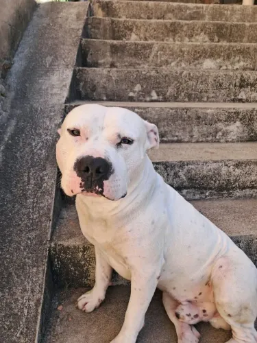 Pit Bull macho disponível pra cruza