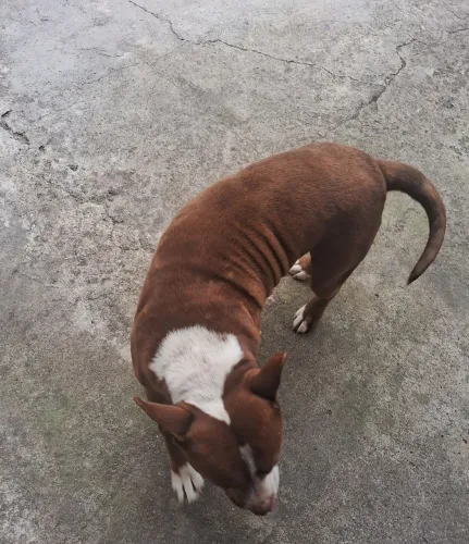 Pitbull
