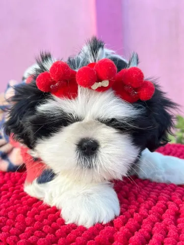 Shih Tzu- filhotes