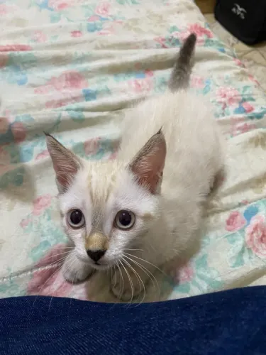 Adoção responsavel de filhote de gato