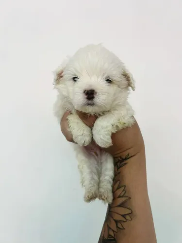 Maltês micro
