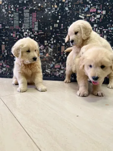 Filhotes de Golden Retriever disponíveis! Chama no WhatsApp para fotos e vídeos agora!